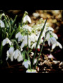 /album/sklenene-kvetiny-a-kvety/img-2813-jpg/