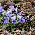 /album/sklenene-kvetiny-a-kvety/img-4171-jpg/